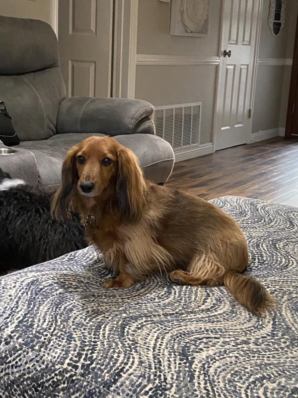 /Images/uploads/Friends of Seal Beach Animal Care Center/2022sbacc/entries/20965thumb.jpg